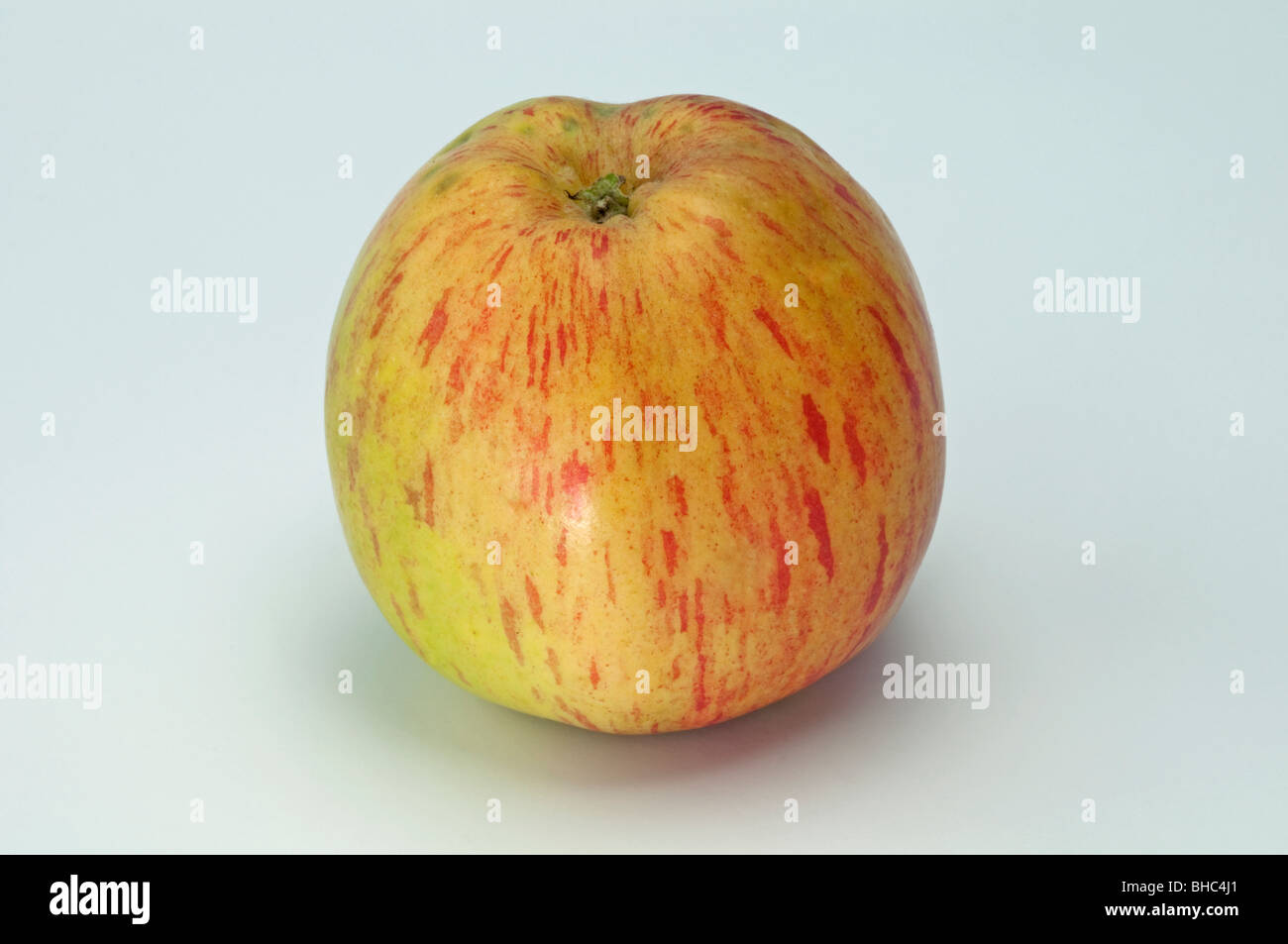 Domestic Apple (Malus domestica), variety: Lohrer Rambur, apple, studio picture. Stock Photo