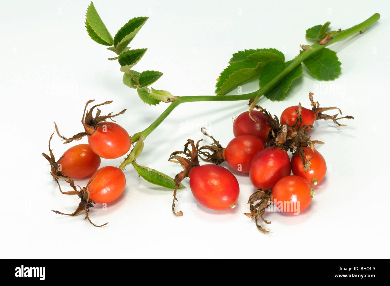 Dog Rose, Common Briar (Rosa canina), twig with leaves and rose hips, studio picture. Stock Photo