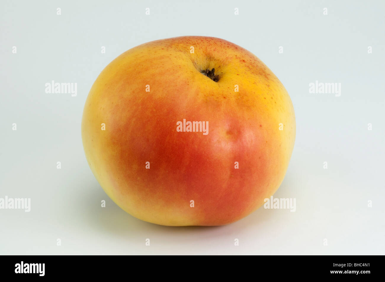 Domestic Apple (Malus domestica), variety: Limonienapfel, apple, studio picture. Stock Photo
