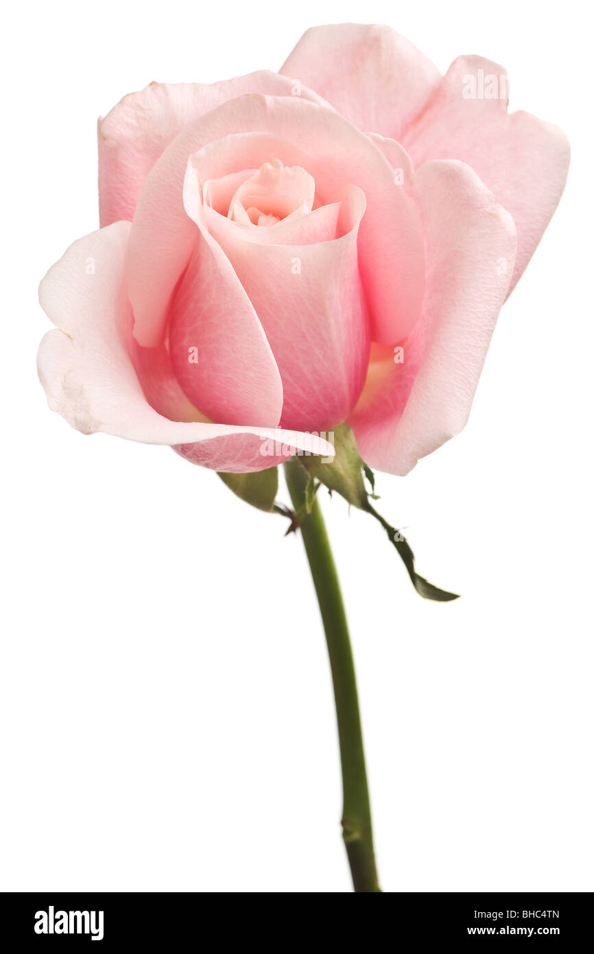 https://c8.alamy.com/comp/BHC4TN/pink-rose-closeup-isolated-on-white-background-BHC4TN.jpg