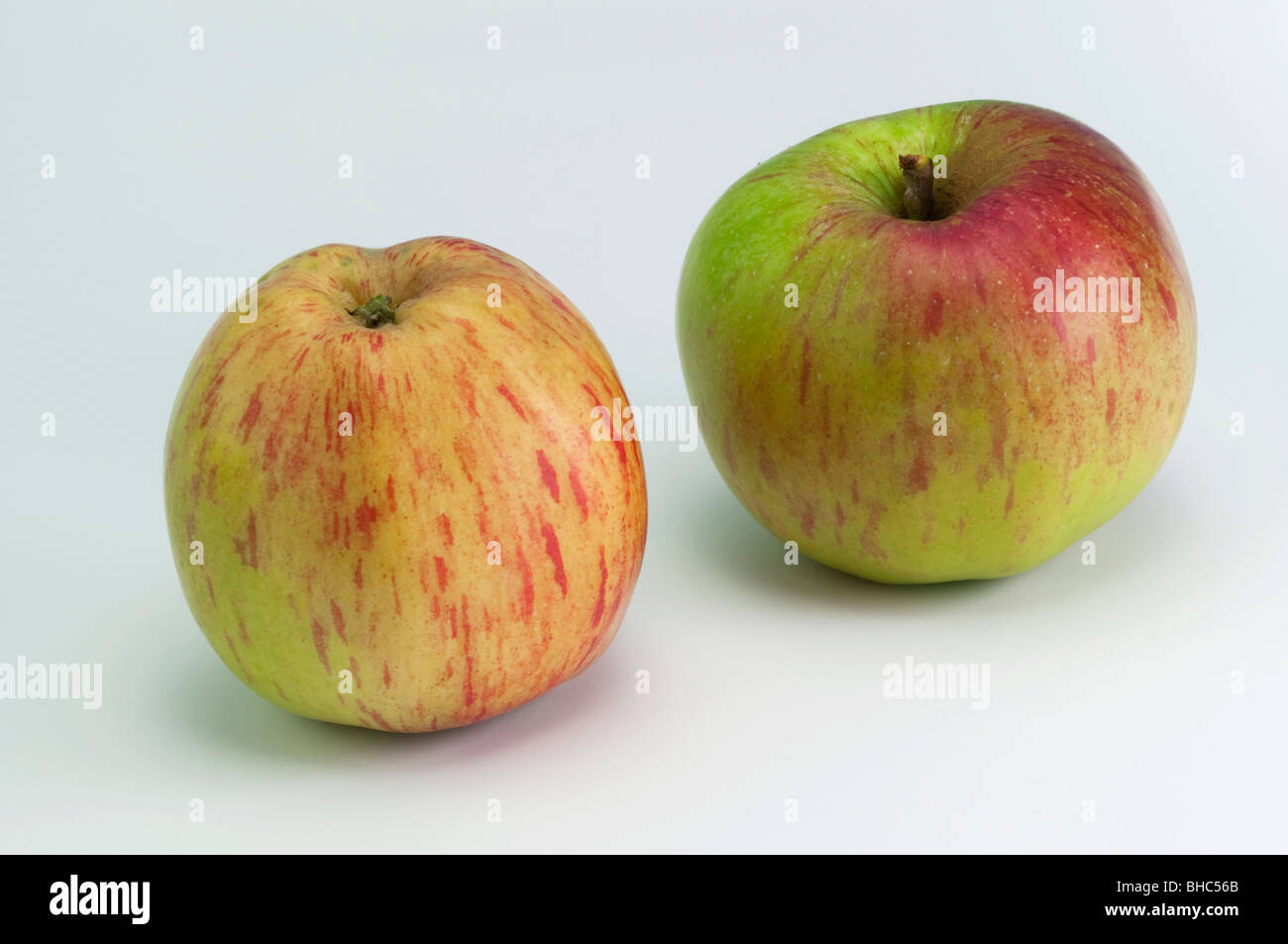 Domestic Apple (Malus domestica), variety: Lohrer Rambur, two apples, studio picture. Stock Photo