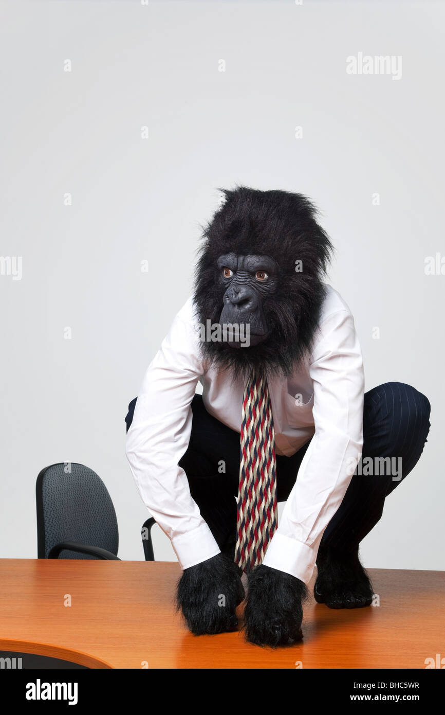 Gorilla businessman in shirt and tie sat on an office desk Stock Photo
