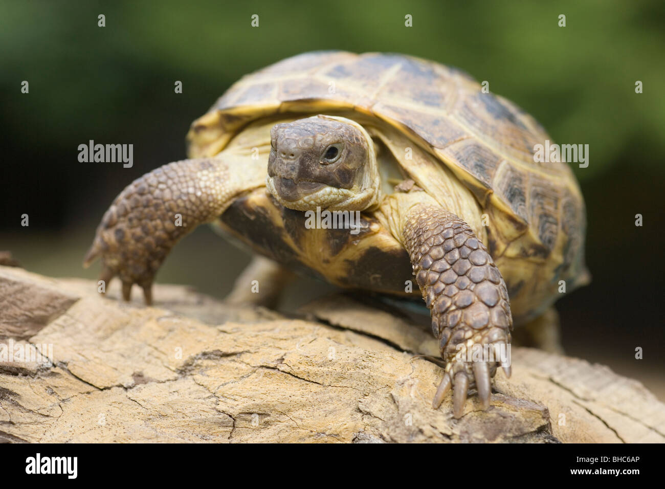 Russian, Horsefield's or Four ToedTortoise (Testudo horsfieldi). Stock Photo