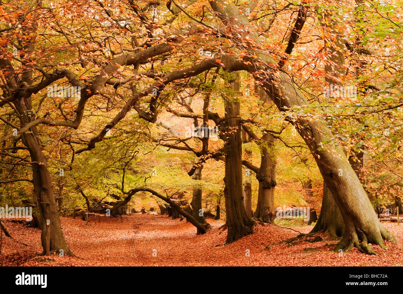 Autumn colour at the Lady's Walk, Ashridge Estate, Herts Stock Photo