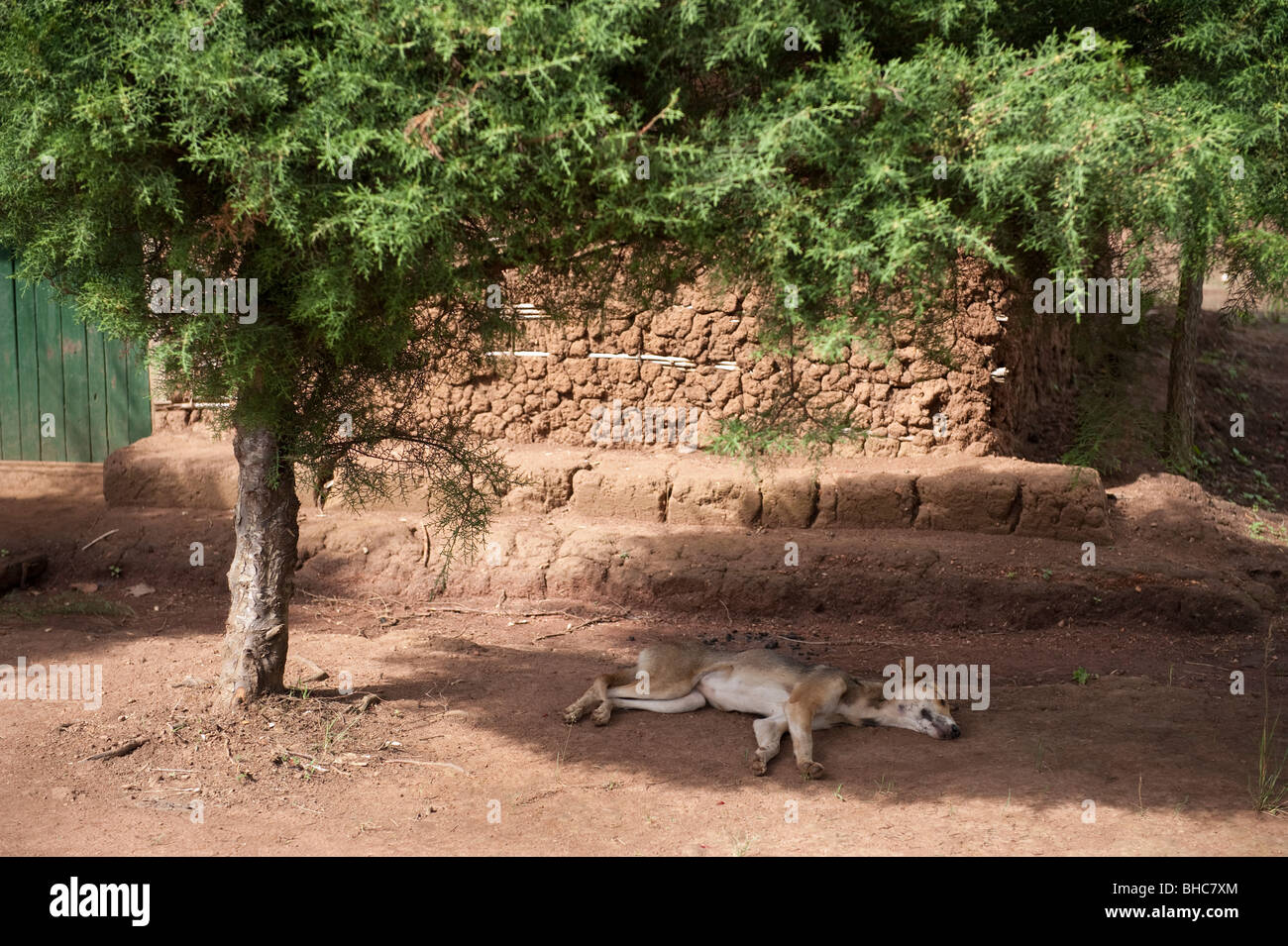 Dog asleep under tree in Hoima Uganda Africa Stock Photo Alamy