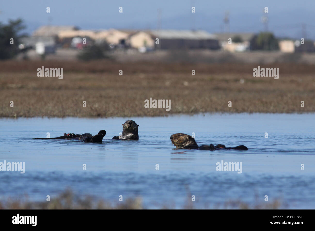 sea otter Elkhorn Slough california habitat loss Stock Photo - Alamy