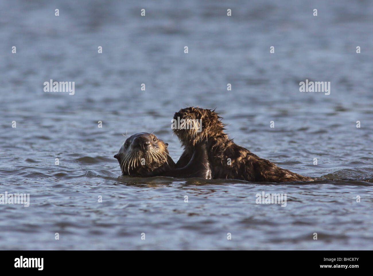 sea otter mother baby Elkhorn Slough california Stock Photo