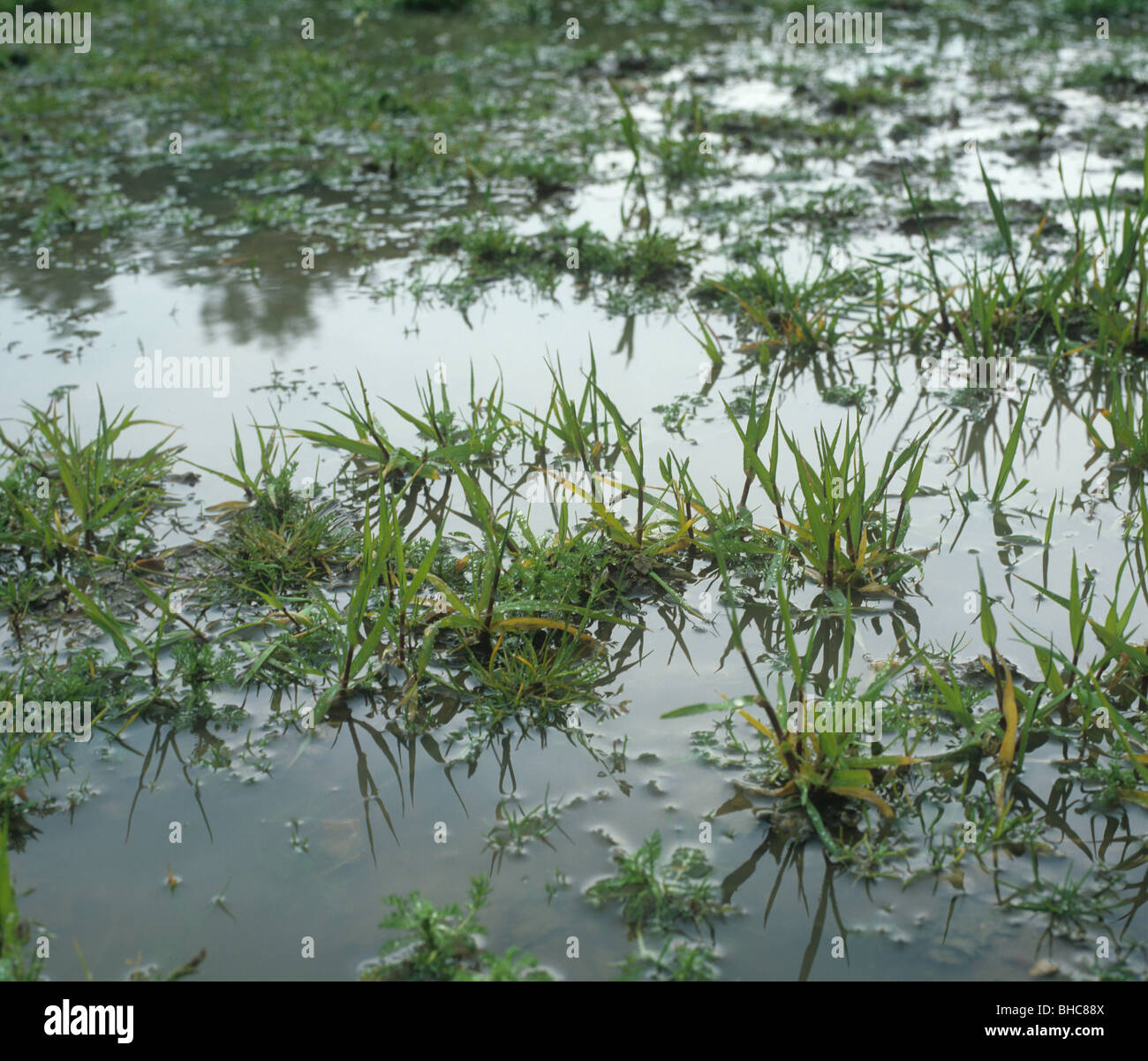 Young barley crop waterlogged after heavy rains Stock Photo