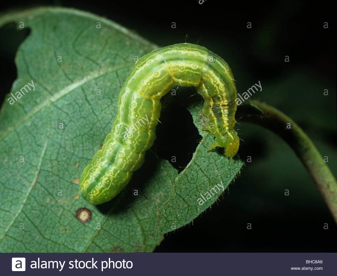 Caterpillar Looper Pest Insect Stock Photos & Caterpillar Looper Pest
