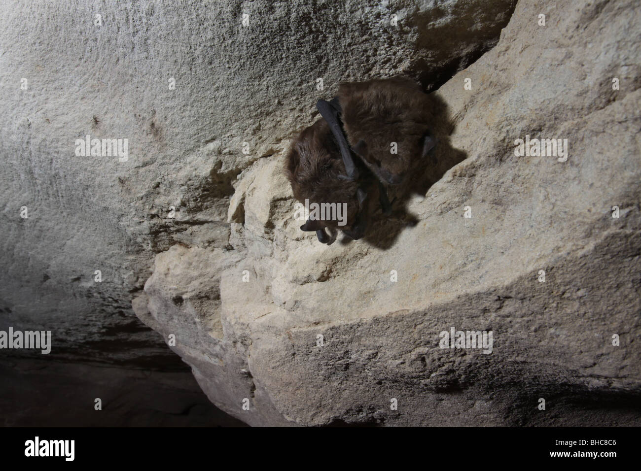 big brown bat hibernating cave kentucky Stock Photo Alamy