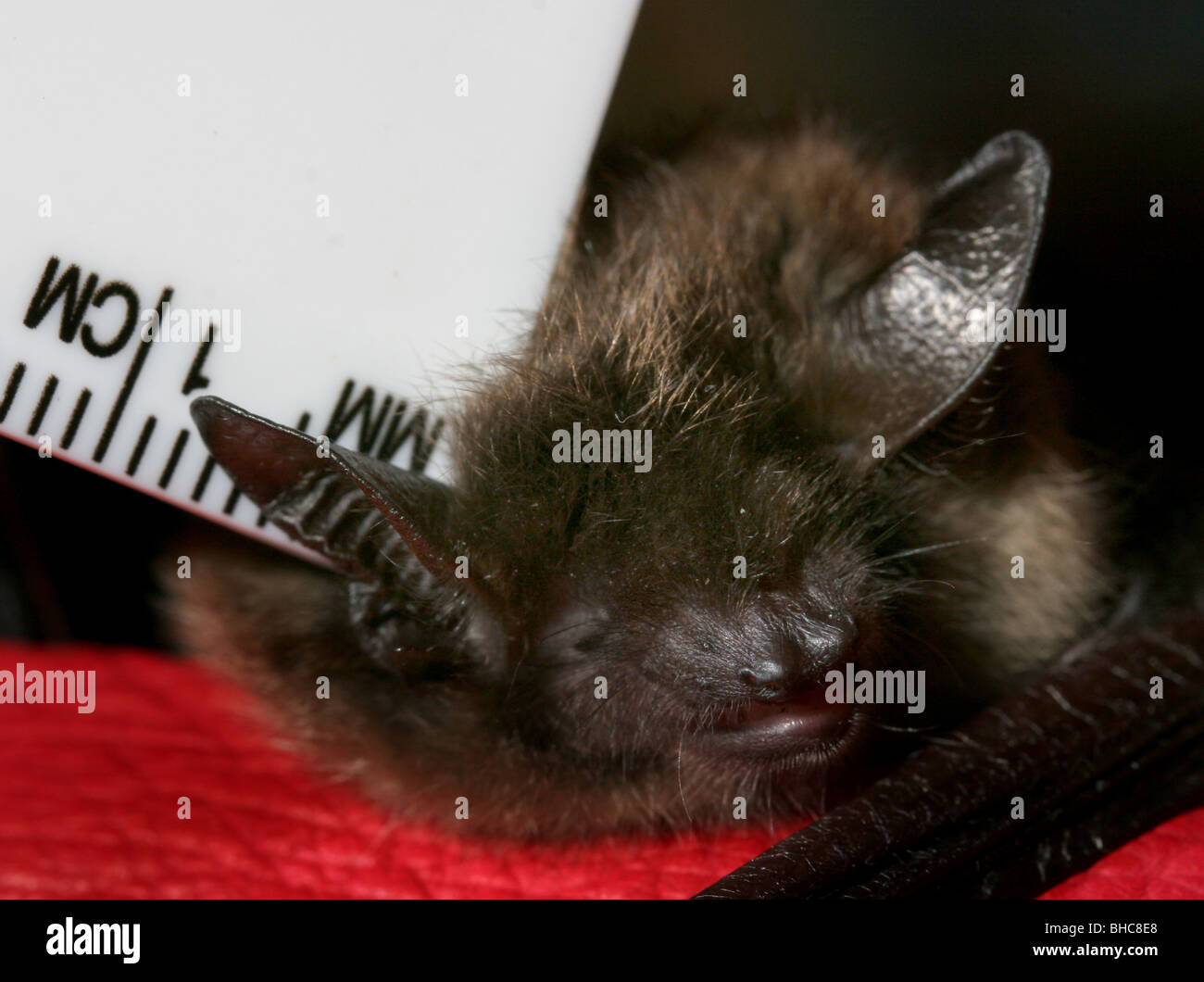 little brown bat measure ear Stock Photo Alamy