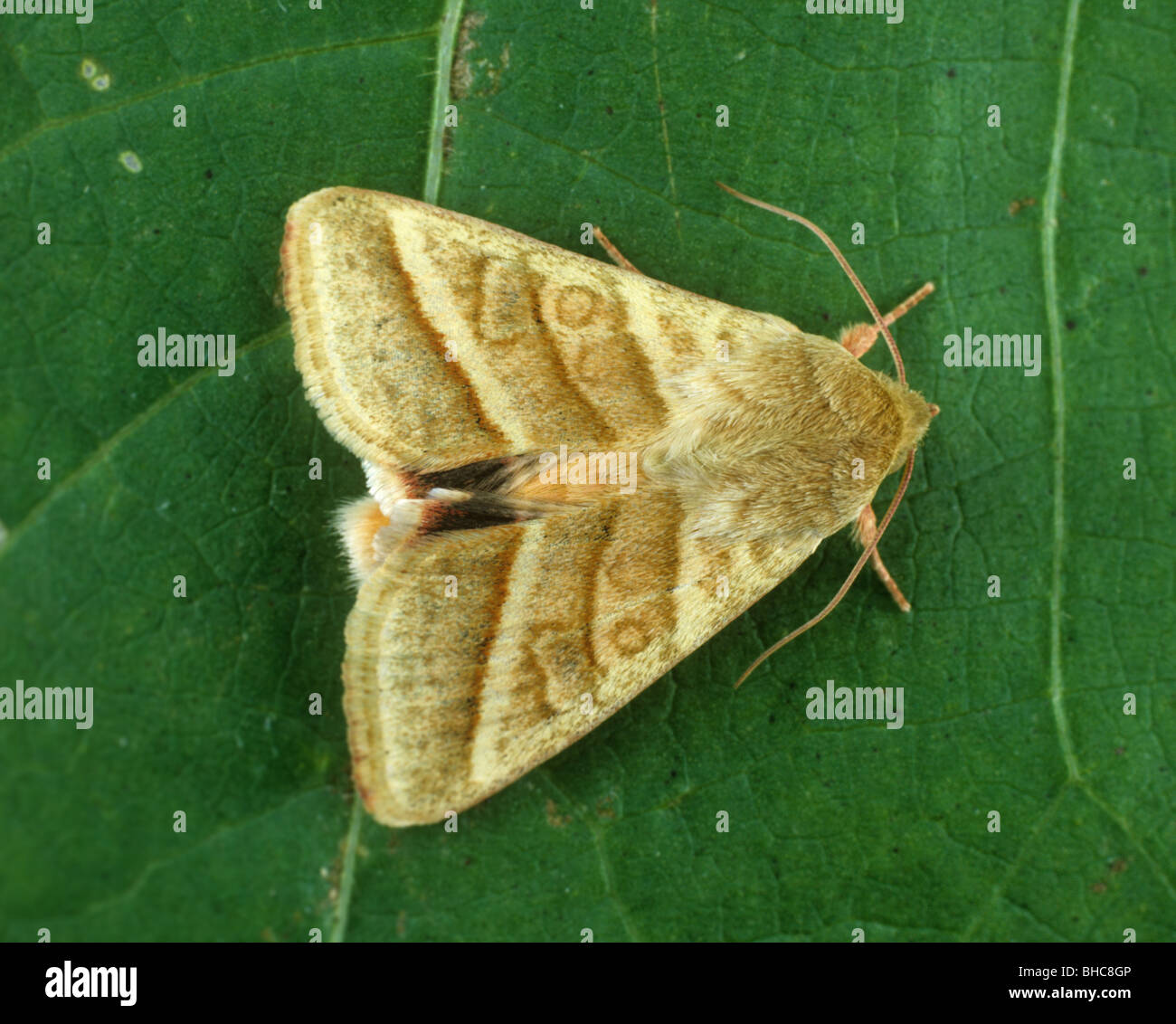 Tobacco Budworm Moth (Chloridea virescens) Insecta Stock Photo