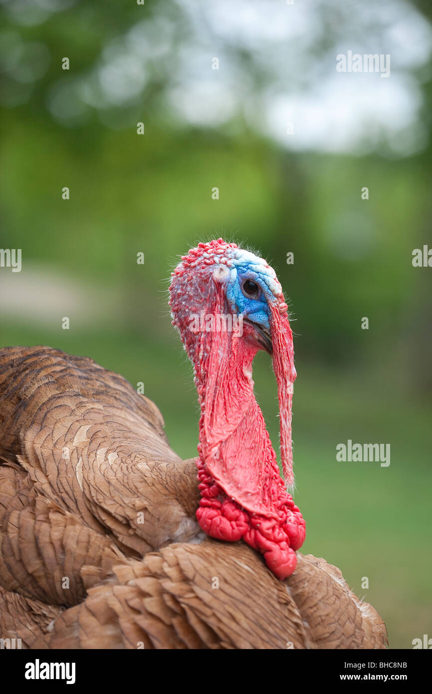 Fan shaped tail hires stock photography and images Alamy