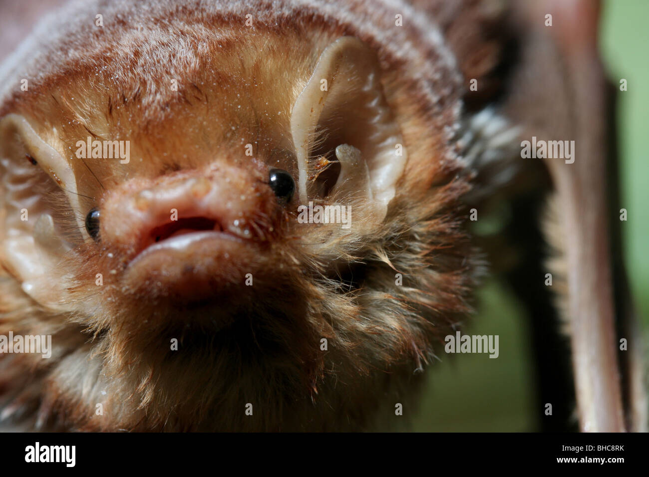 red bat face close up ohio mammal united states usa america Stock Photo