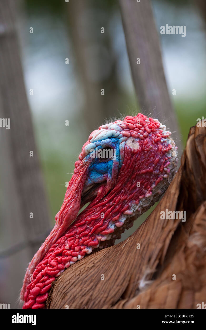 Turkey head close-up Stock Photo - Alamy