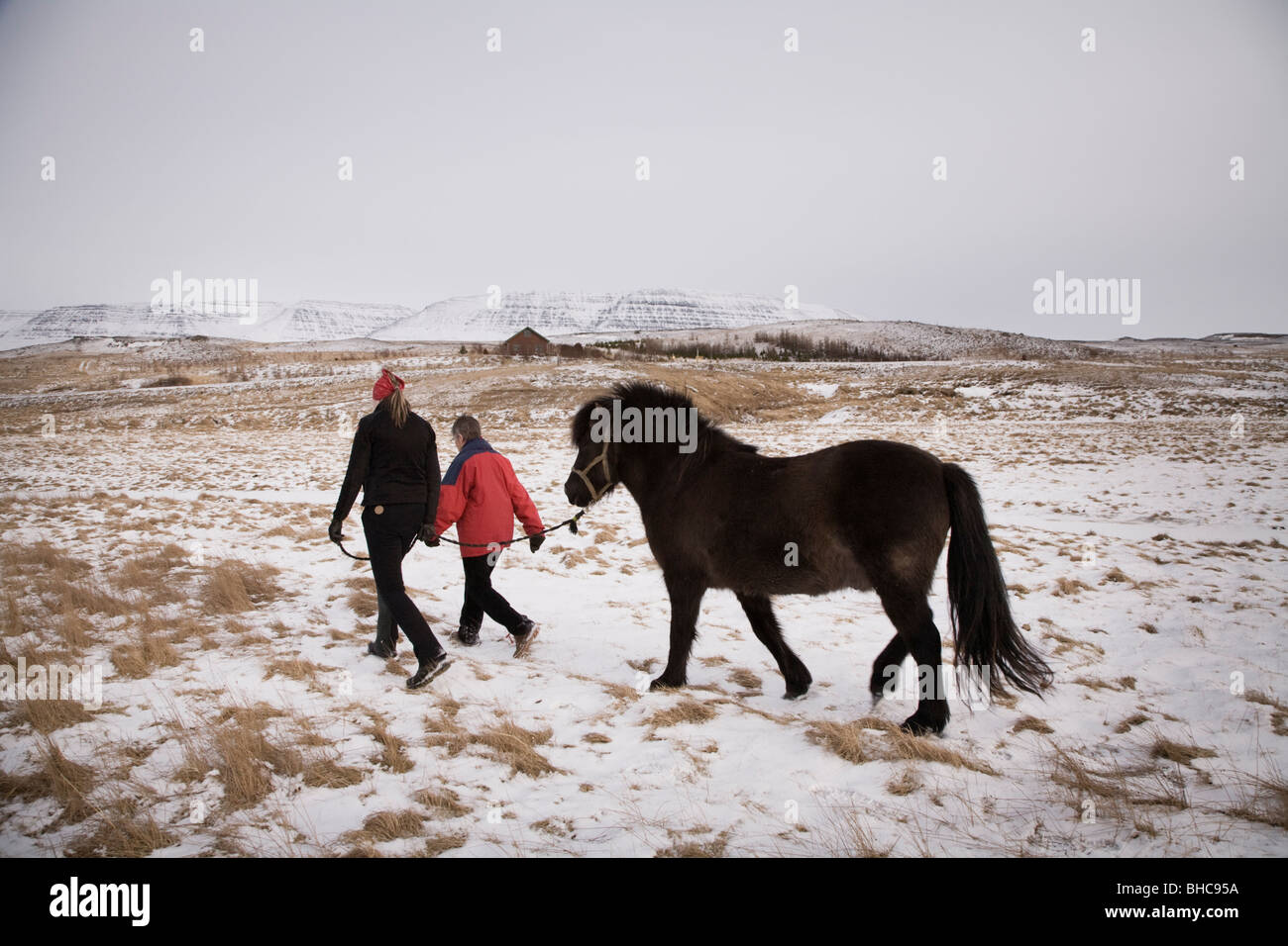 Two people with one horse, Skagafjordur Iceland Stock Photo