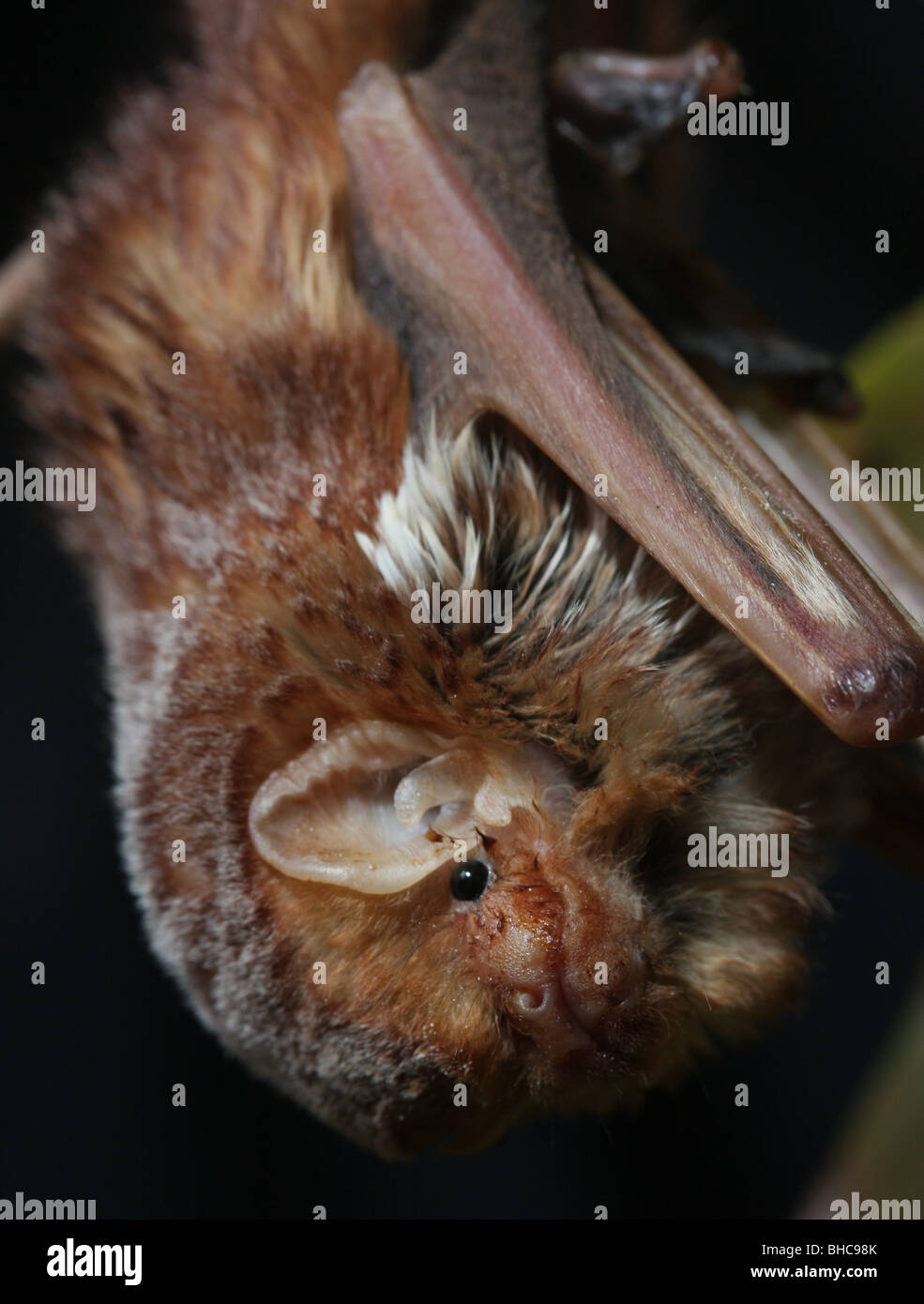 red bat roosting Stock Photo - Alamy
