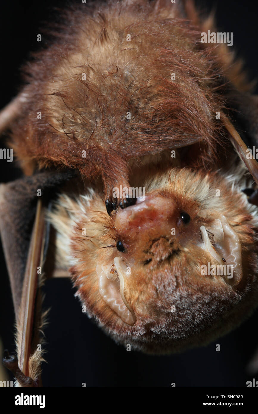 red bat cleaning foot roosting Stock Photo
