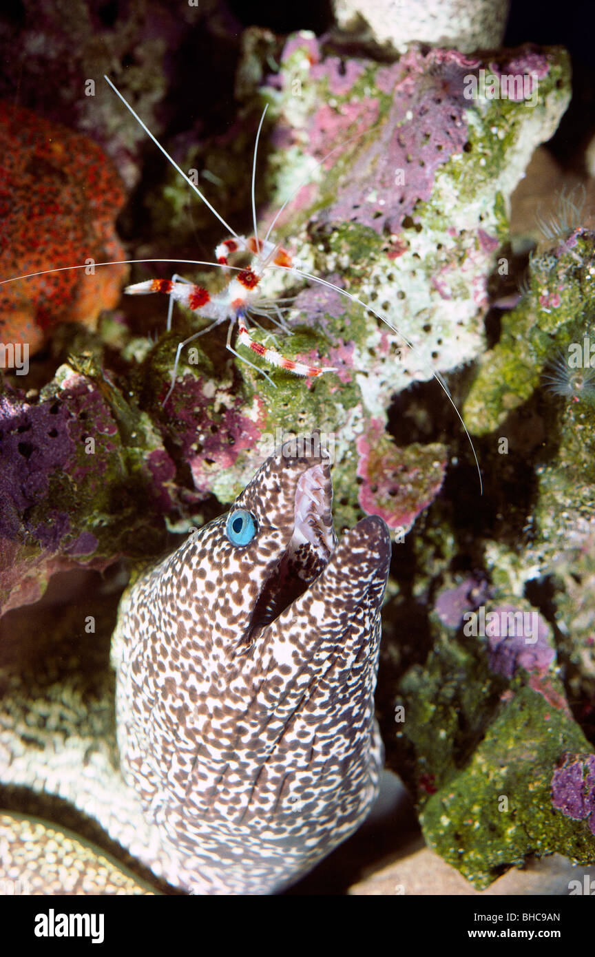 Symbiotic relationship Shrimp cleans teeth of the Moray eel Stock