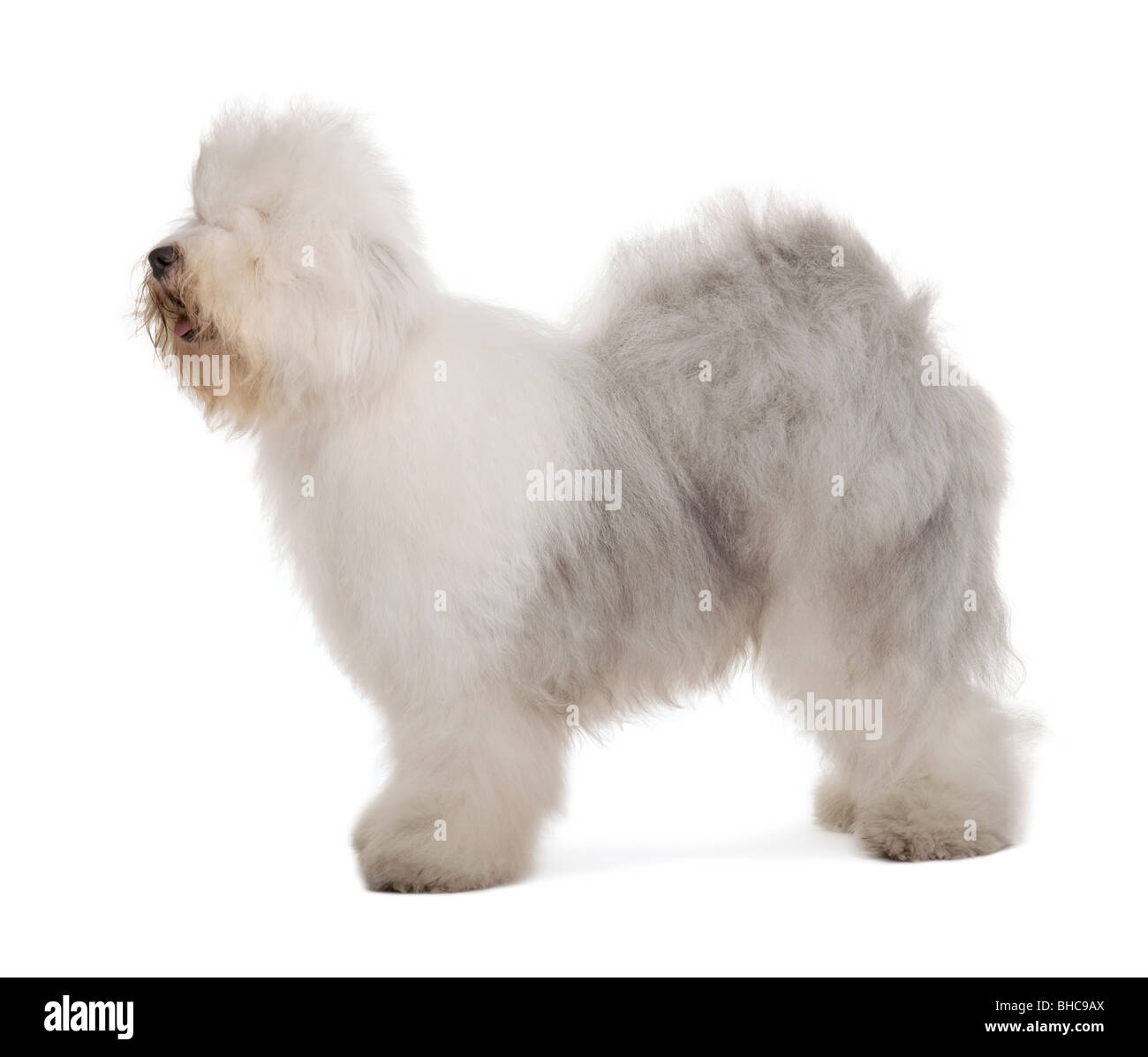 Old english sheepdog standing hi-res stock photography and images - Alamy