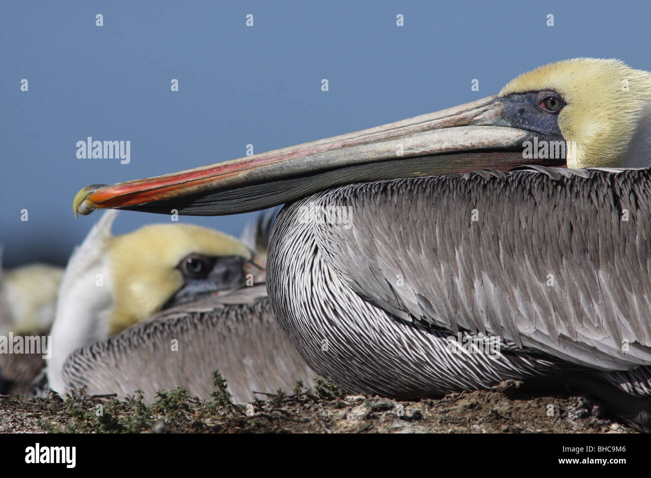 brown pelican Elkhorn Slough california Moss Landing National Estuarine Research Reserve ocean