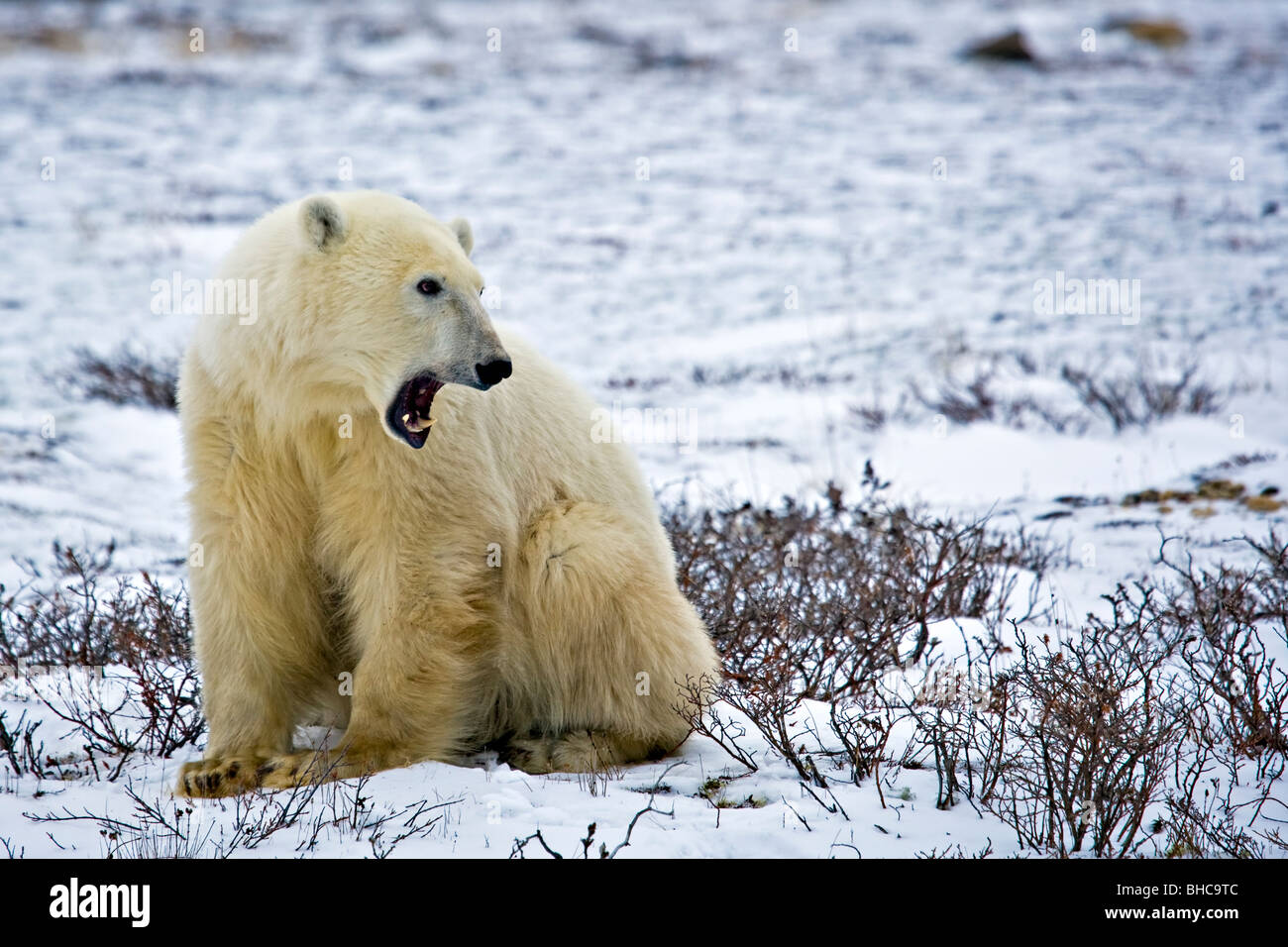 Polar bears, Churchill, Manitoba, Canada, Hudson Bay, Polar Bear, Ursus maritimus, in the Churchill Wildlife Management Area Stock Photo