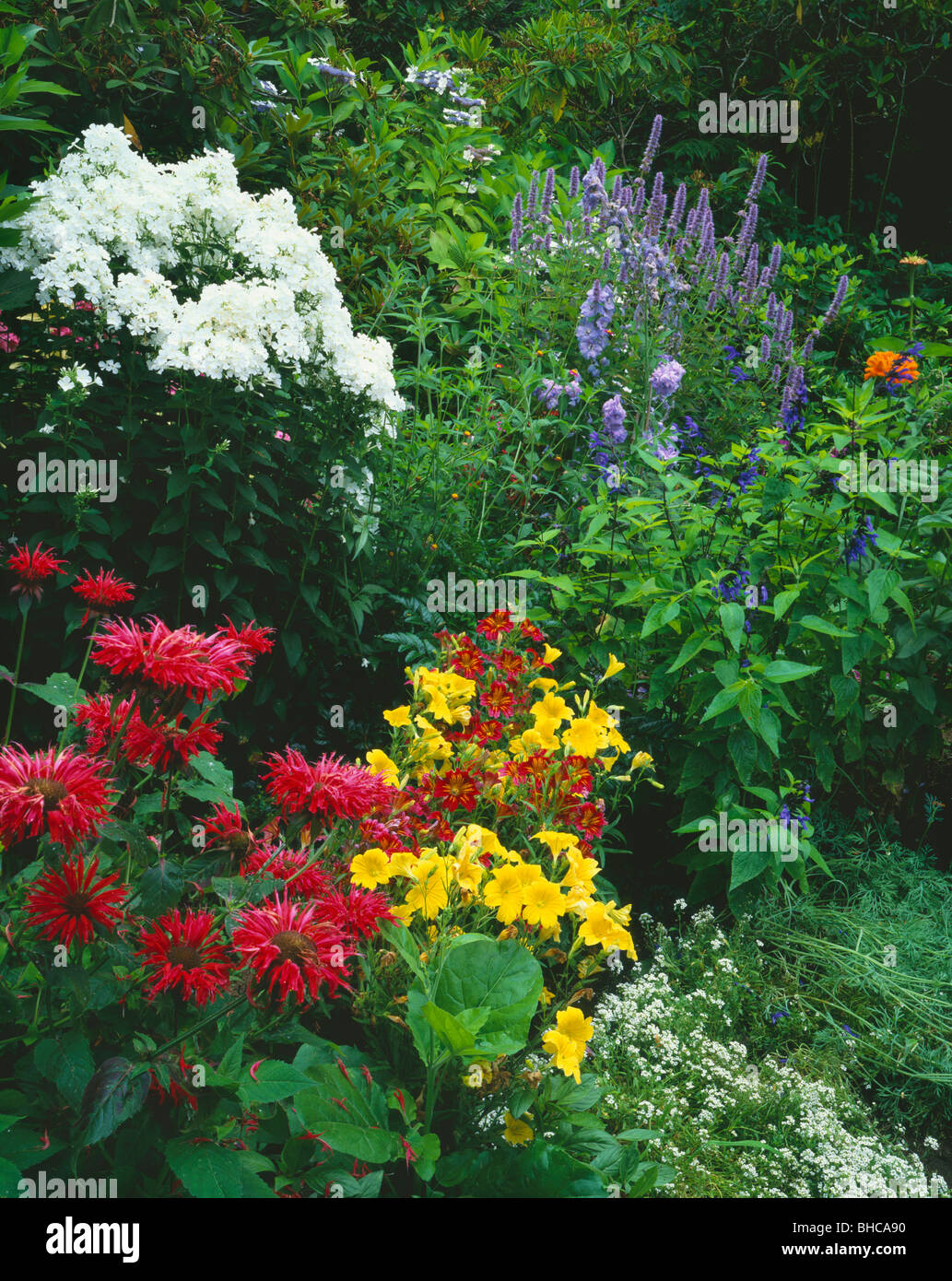 Vashon Island, WA: Summer flowers blooming in a northwest garden Stock Photo