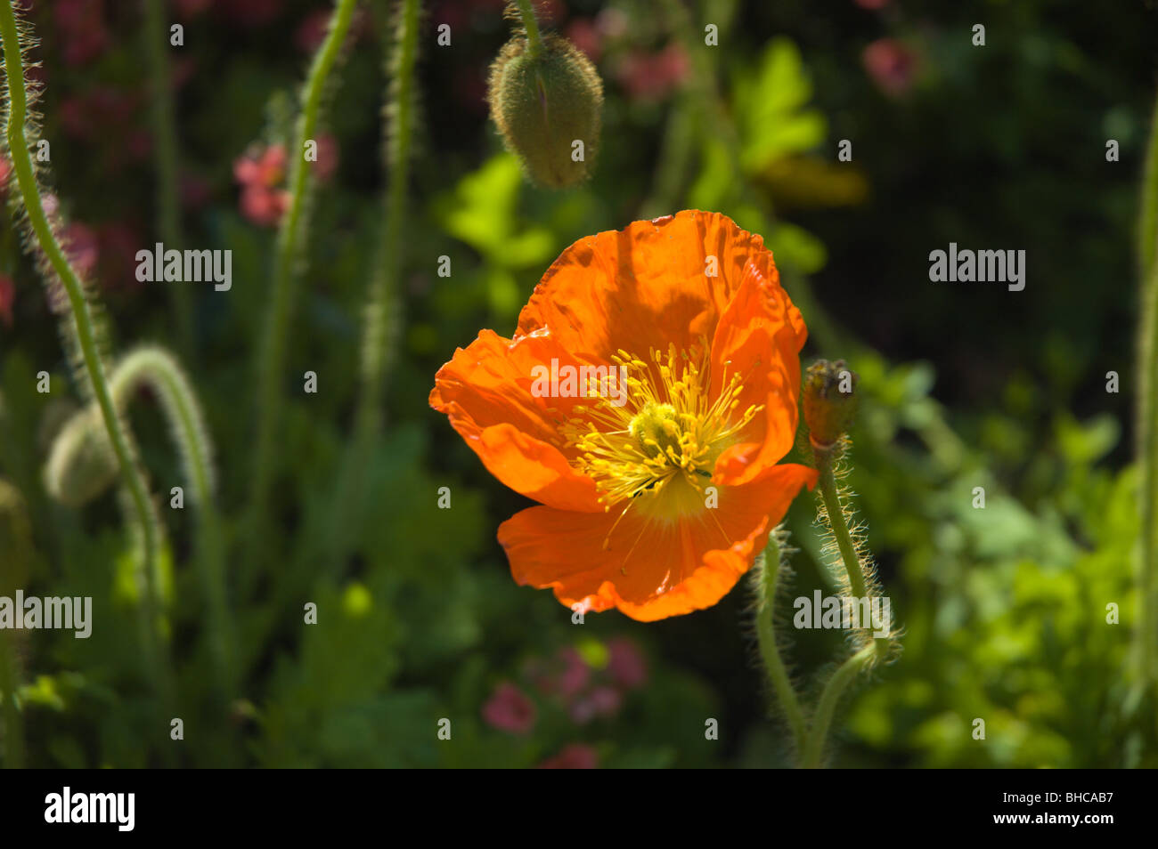 Orange poppies in bloom Stock Photo Alamy