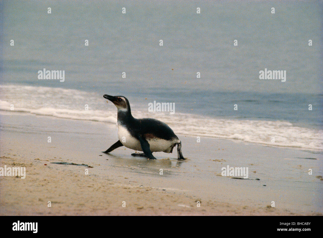 Crawling with all four hi-res stock photography and images - Alamy