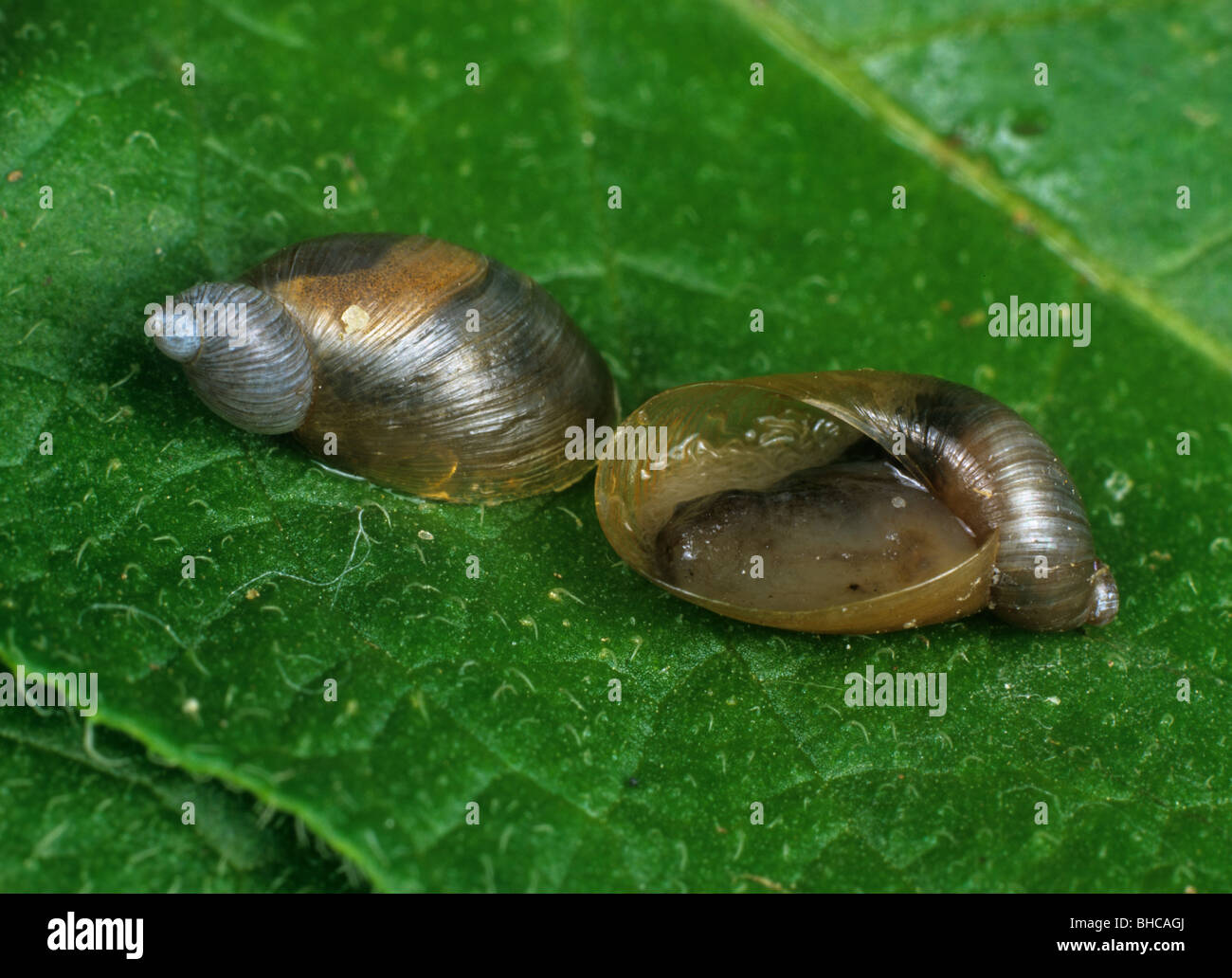 Snails pest parasitised by nematodes (Phasmarhabditis hermaphrodita) Stock Photo