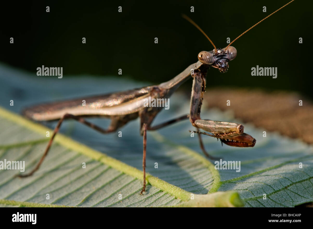 Mantis photographed in Tanzania, Africa. Stock Photo