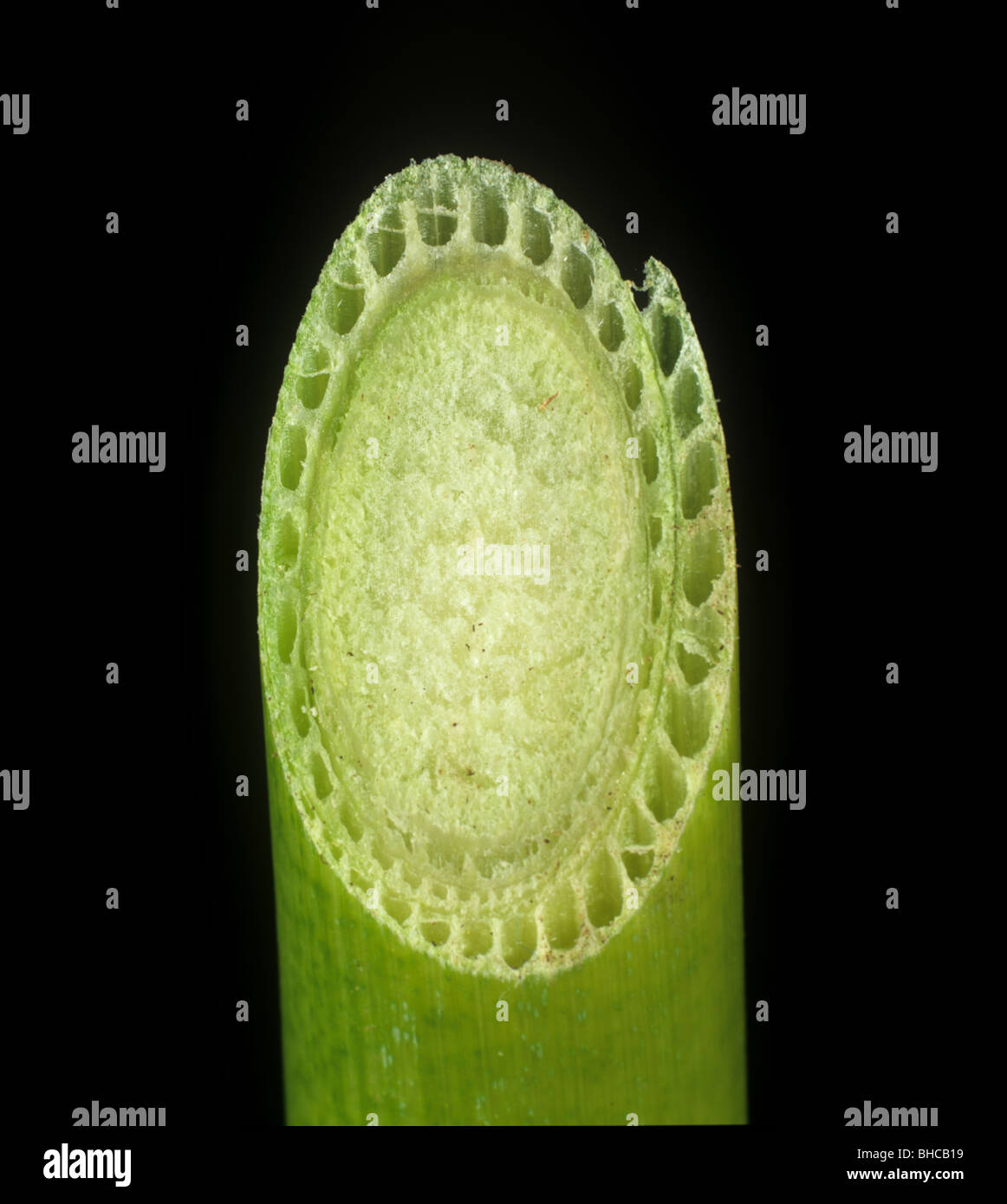 False bulrush (Typha latifolia) stem section showing open structure of a hydrophytic plant Stock Photo