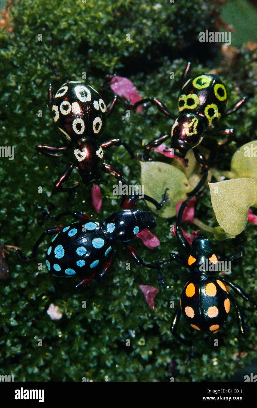 Beetles Of The Philippines High Resolution Stock Photography and Images ...