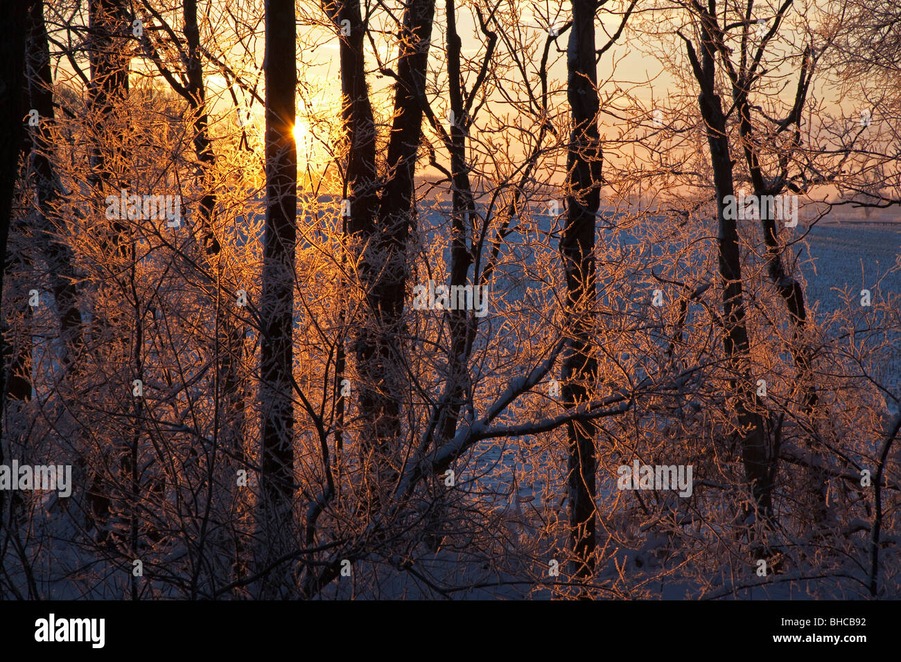 New Palestine, Indiana A rising sun lights up frost crystals on tree