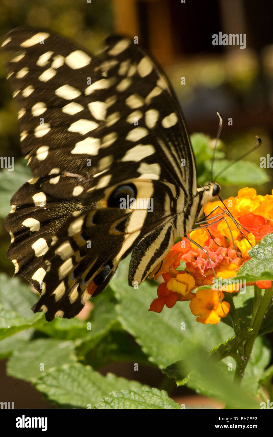 Papilio grosesmithi photographed in Tanzania, Africa foraging on the nectar of Lantana flowers Stock Photo