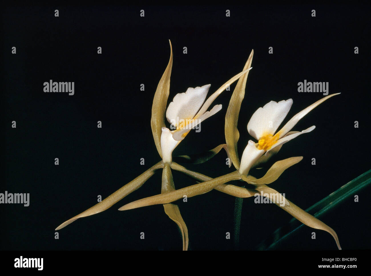 Epidendrum Orchids resembling ballet dancers. Stock Photo