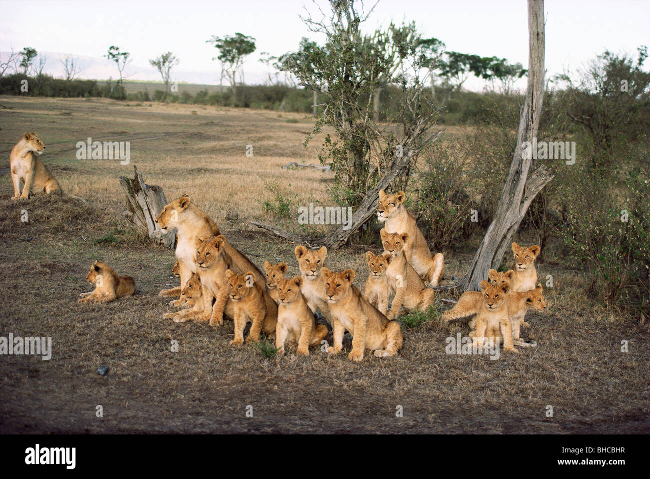 Panthera leo. A large pride of 19 lions Stock Photo - Alamy