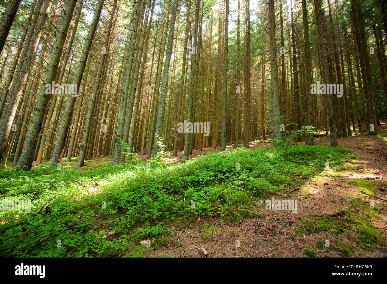 Landscape with pine forest on a mountain Stock Photo - Alamy