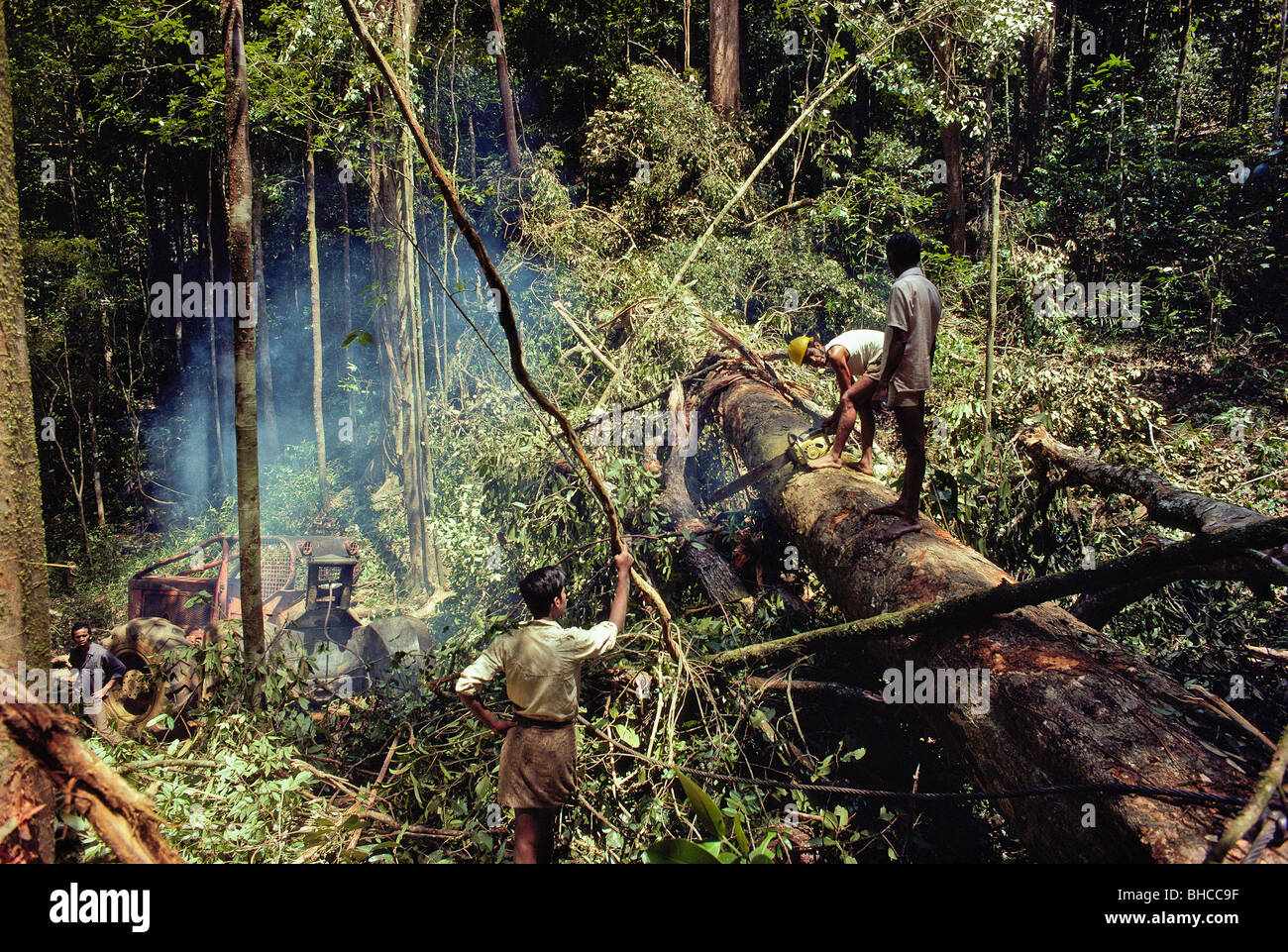 Indiscriminate cutting of trees in the Brazilian rain forest, resulting in the loss of nutrient