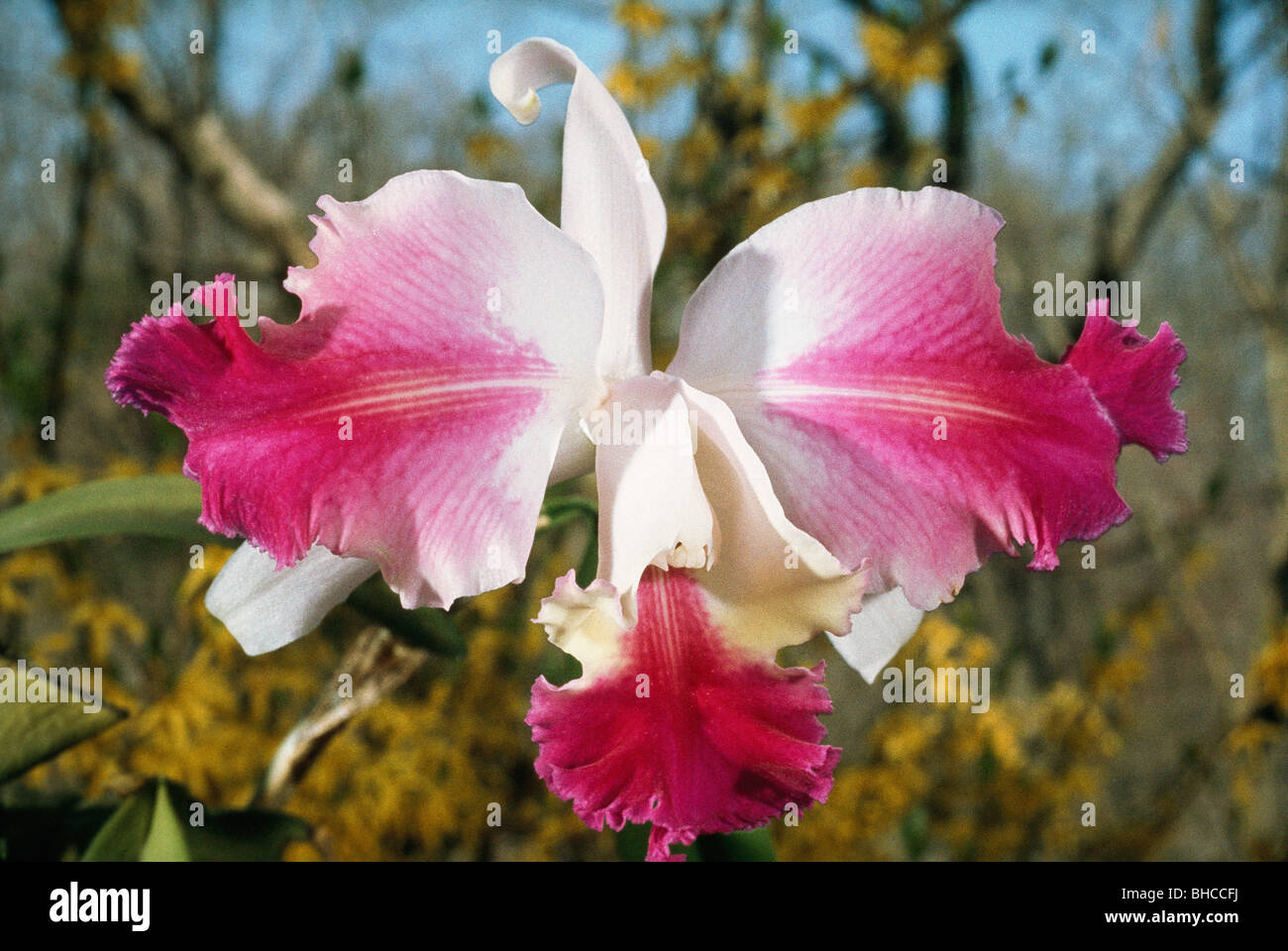 Cattleya labiata orchid, South America Stock Photo