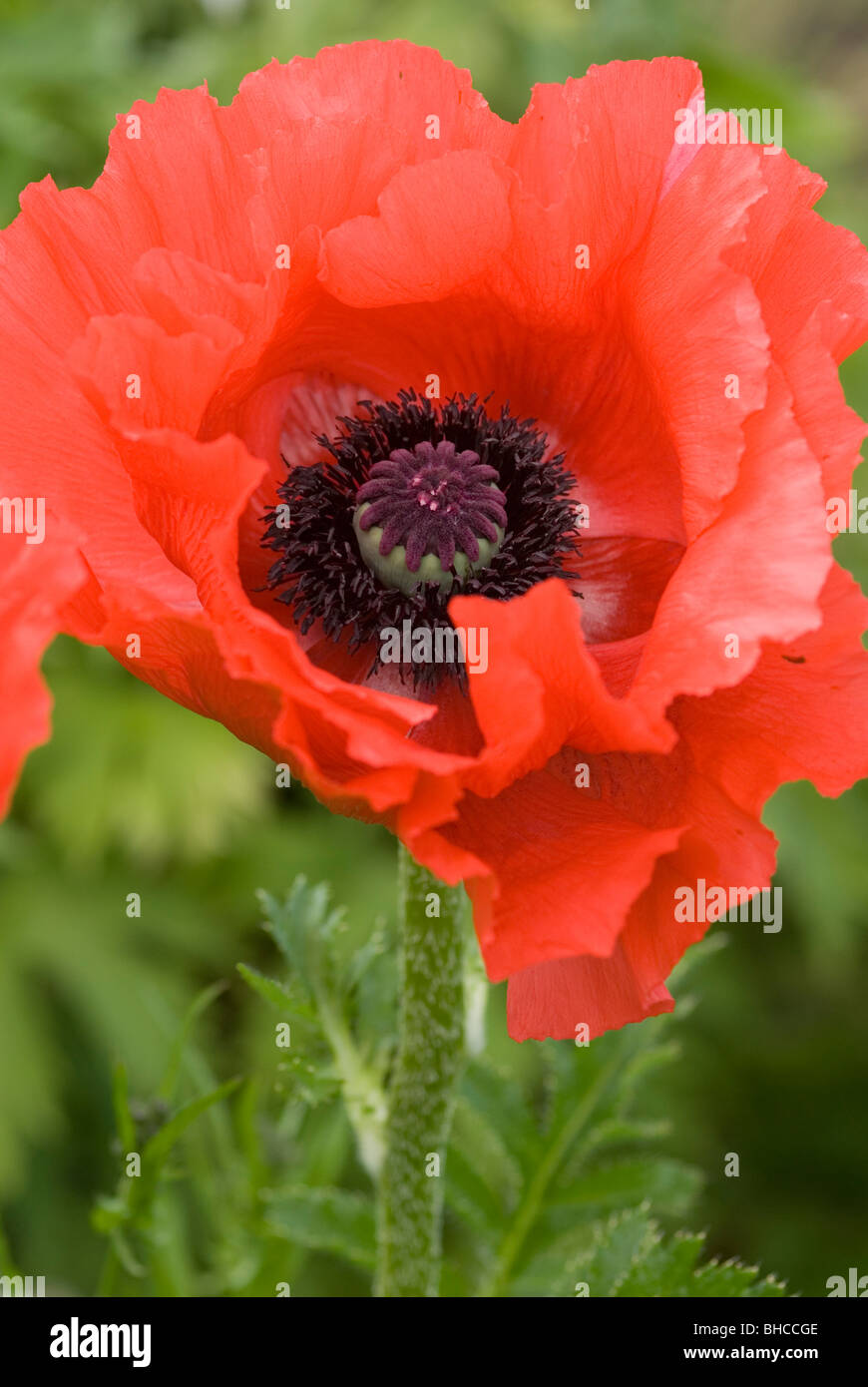 Close up red poppy papaver hi-res stock photography and images - Alamy