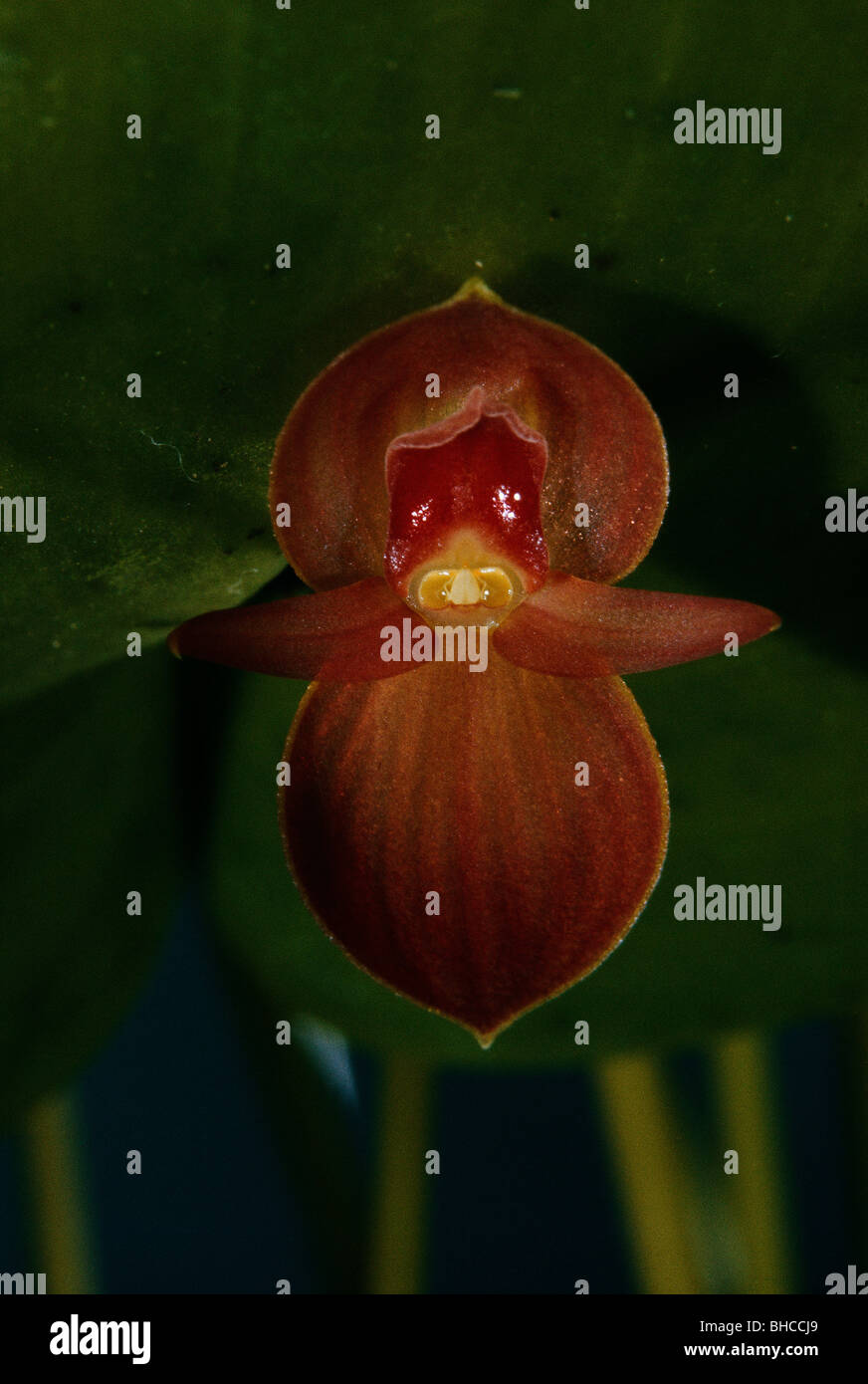 The Screaming Baby, Pleurothallis Orchid Stock Photo