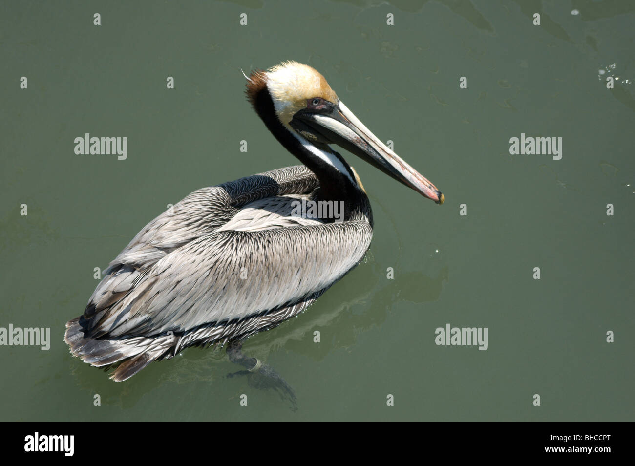 Brown Pelican - SC Picture Project