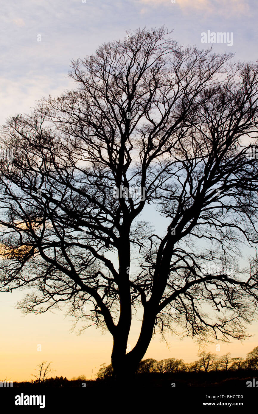 Beech tree silhouette hi-res stock photography and images - Alamy