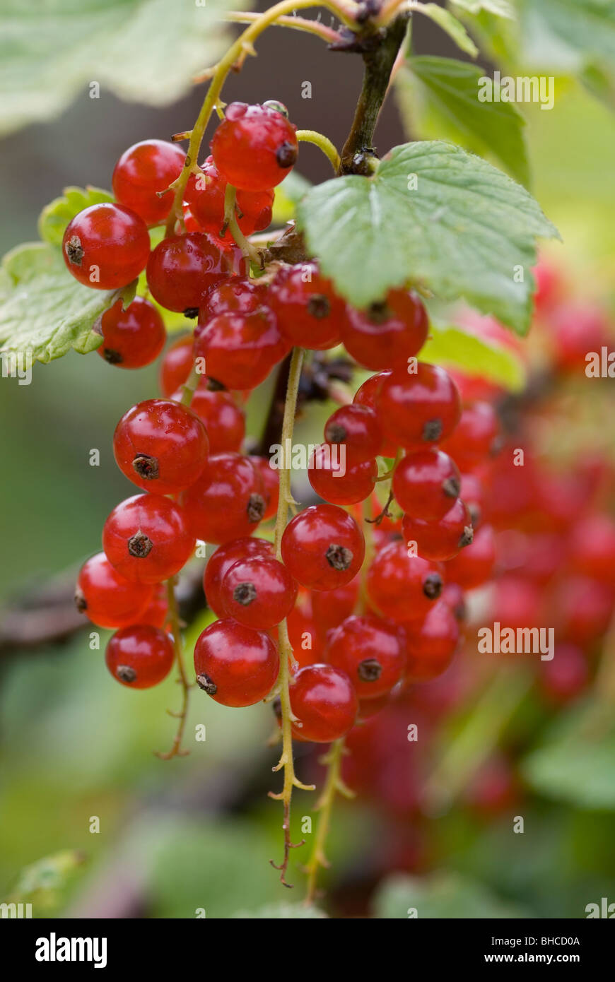 RIBES RUBRUM RONDOM RED CURRANT Stock Photo