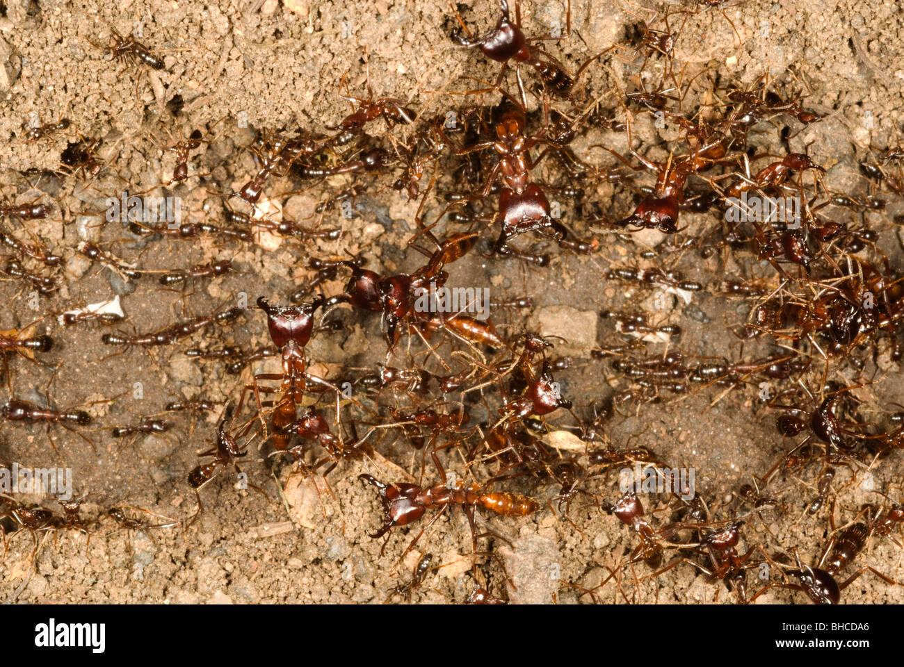 Dung beetle Stock Photo