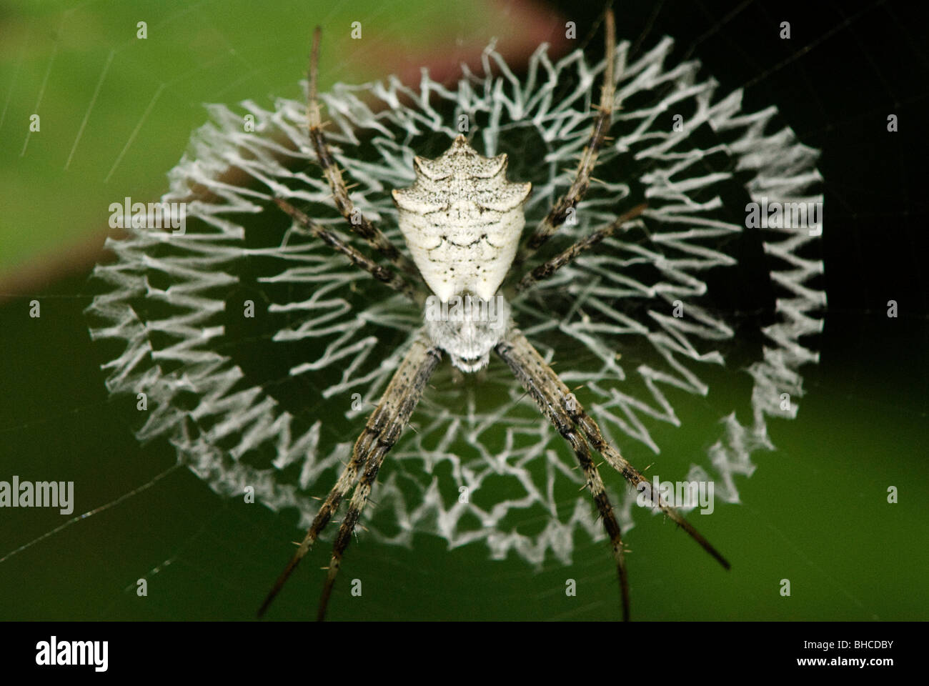 Argiope spider photographed in Tanzania, Africa. Stock Photo
