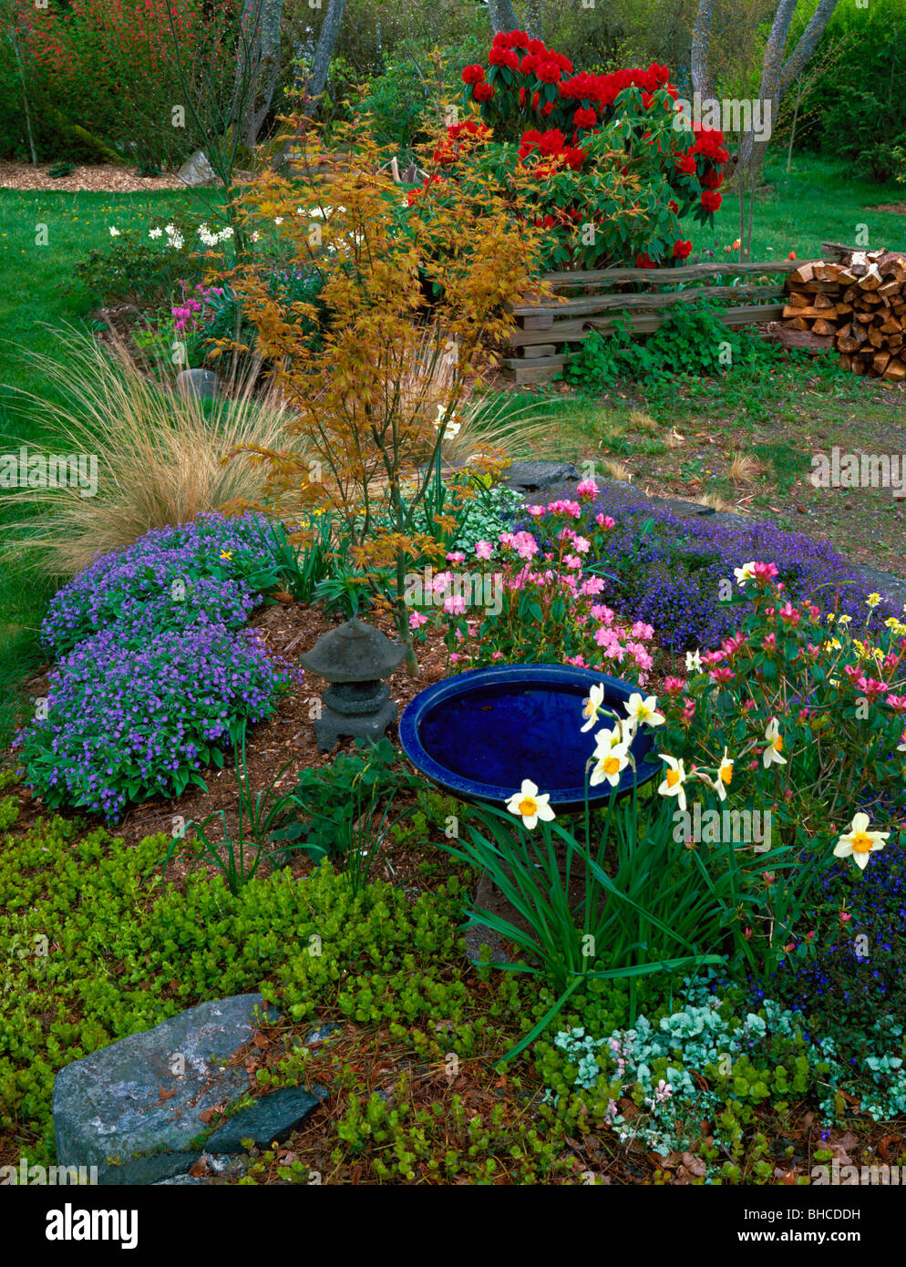 A blue bird bath rests in a garden bed with flowering daffodils, rhododendron, and various ground covers on Vashon Island, WA Stock Photo