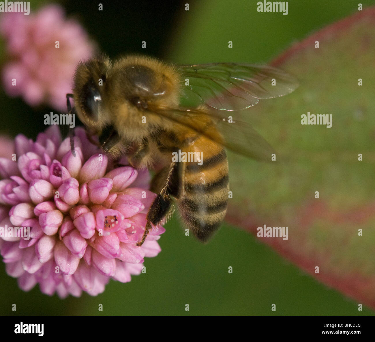 African honey bee foraging on a flower, photographed in Tanzania, Africa. Stock Photo