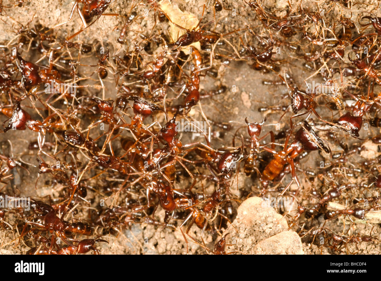 Dung beetle Stock Photo